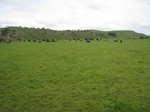 283 Wi Duncan Road, Dannevirke
