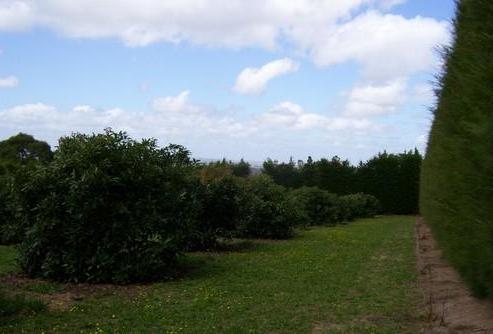 33 Newton Road, Maungatapere