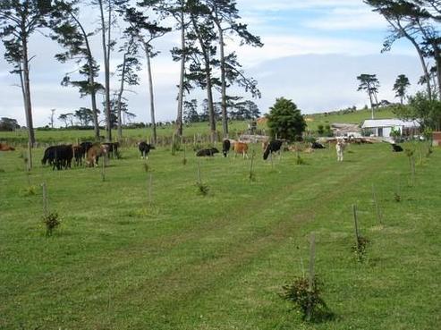 1039 State Highway 16, Waimauku
