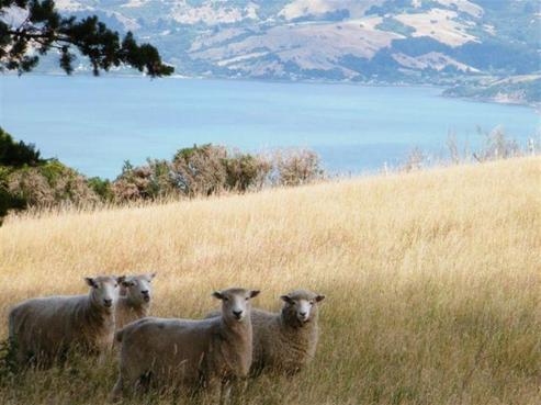 299 Long Bay Road, Akaroa