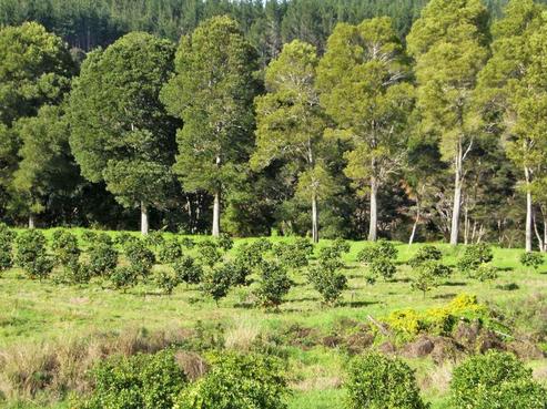 92 Sawyer Road, Mangonui