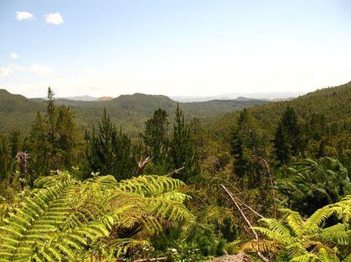 195 Paul Road, Whenuakite