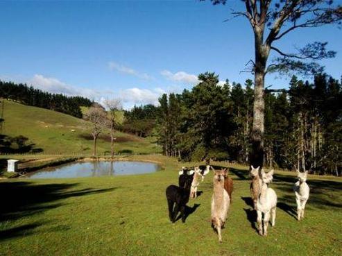 429 Horseshoe Bush Road, Dairy Flat