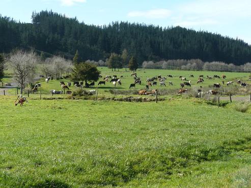 37 Rakautao Road, Kaikohe