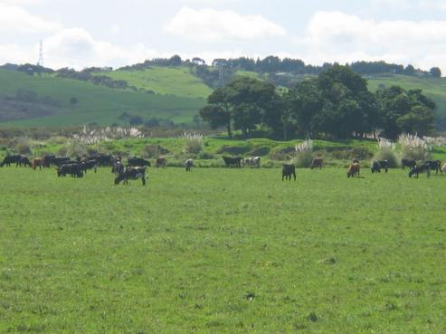415 Jordan Road, Kaukapakapa
