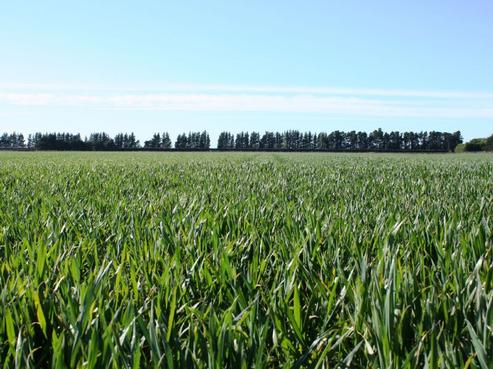 181 Hatfield Overdale Road, Rakaia