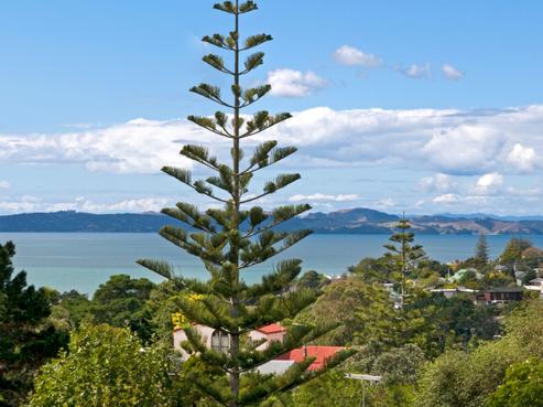 53 Bleakhouse Road, Howick