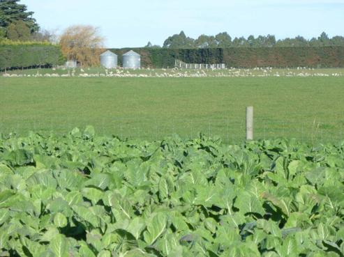 1131 Dromore Hatfield Road, Rakaia