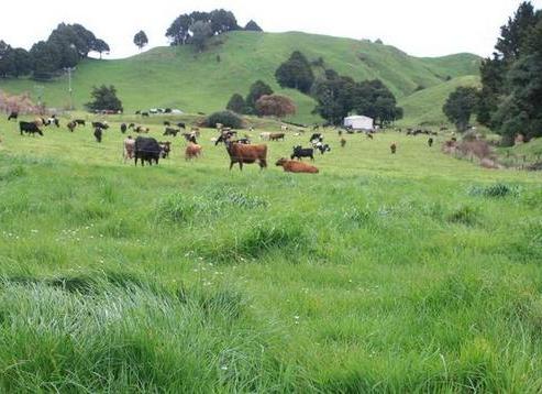 1099 Tarata Road, Inglewood