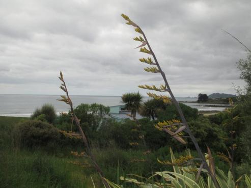 7 Brighton Street, Kaka Point