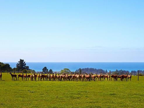 1037 State Highway 1, Hapuku