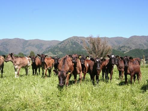 162 Takaka Valley Highway, Takaka