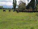 637 Temuka-orari Highway, Geraldine