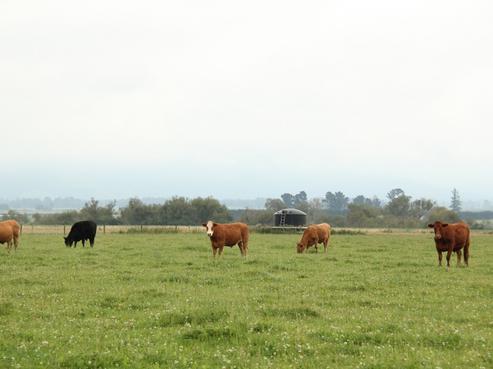 307 Lochheads Road, Mount Somers