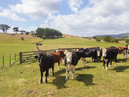 859 Kaipara Flats Road, Kaipara Flats