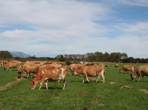 1538 Te Aroha-gordon Road, Manawaru