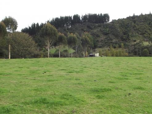 994 Puniwhakau Road, Pohokura and Surrounds