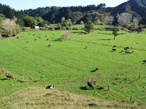 1177 Mokau Road, Uruti
