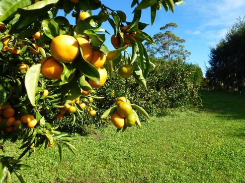 23A Tanekaha Lane, Kerikeri