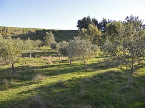 274 Hinekura Road, Martinborough
