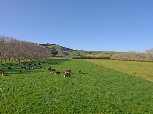 155 Wily Road, Puni