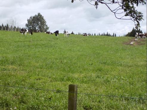 52 Walter Henry Drive, Kaimai