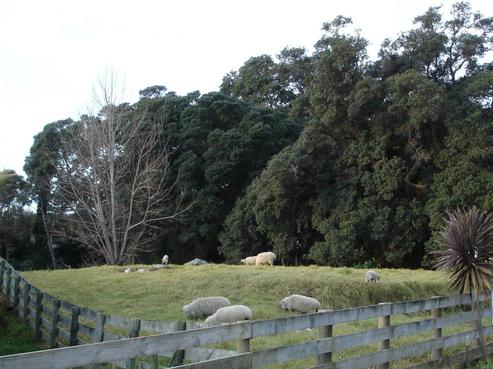 17 Springfield Avenue, Thornton Bay