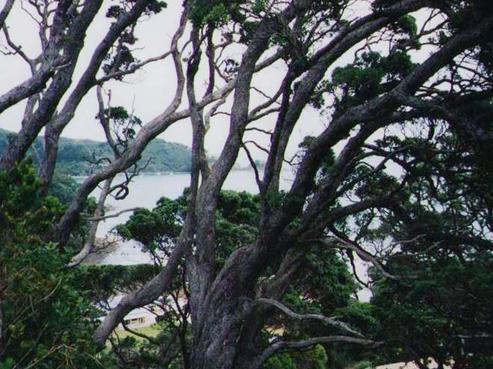 8 Pohutukawa Place, Great Barrier Island