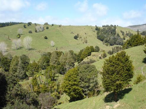 2123 Tangowahine Valley Road, Dargaville Surrounds