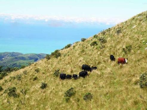 800 Kekerengu Valley Road, Clarence