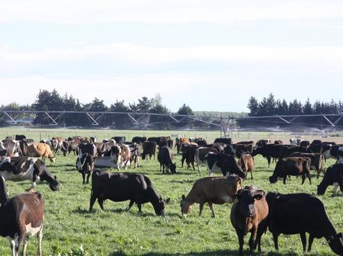 78 Doubledays Road, Kaiapoi