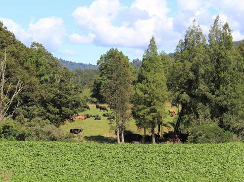 702 Upper Buller Gorge Road, Inangahua