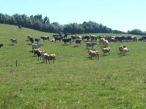 163 Carrs Road, Urenui