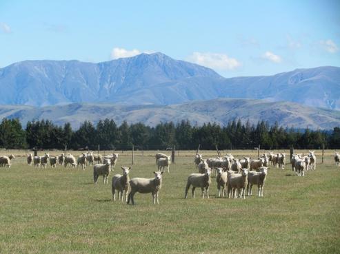 392 Forks Road, Methven