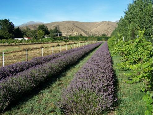 5546 Kurow-duntroon Road, Kurow