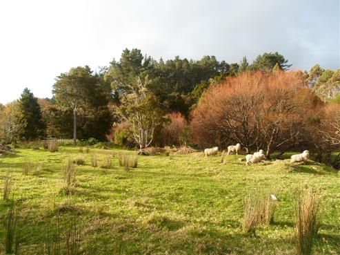 217A Whareora Road, Whareora