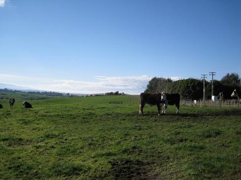791 Findlay Road, Miranda