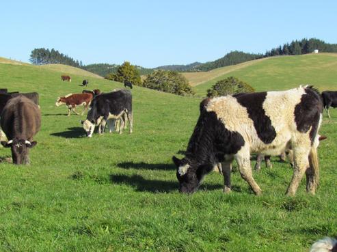 340 Pataua North Road, Whareora