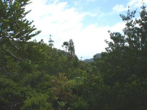 67 Lone Kauri Road, Karekare