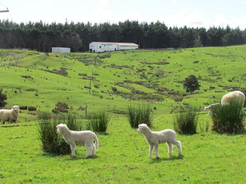 1049 Houto Road, Tangiteroria