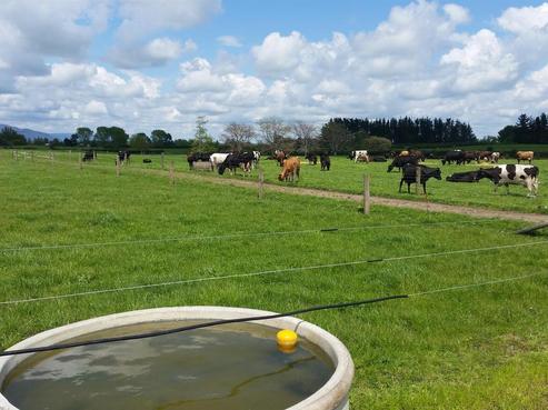 336 Te Aroha-gordon Road, Te Aroha