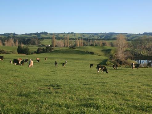 1262 Waihau Road, Hastings Country
