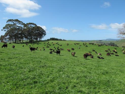 873 Owairaka Valley Road, Wharepapa South