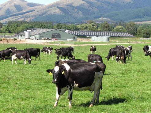 215 Black Gully Road West, West Otago Surrounds