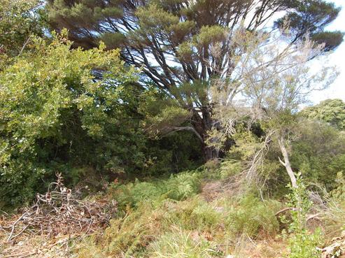 113 Hector Sanderson Road, Great Barrier Island