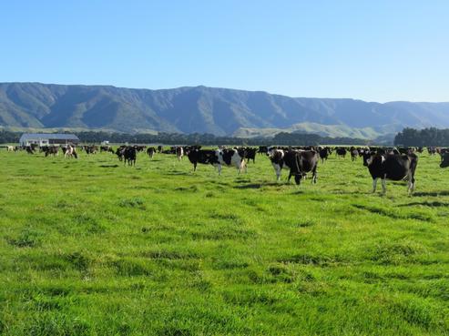 746 Top Grass Road, Dannevirke