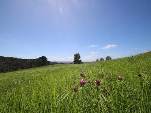 347 Wyllie Road, Warkworth