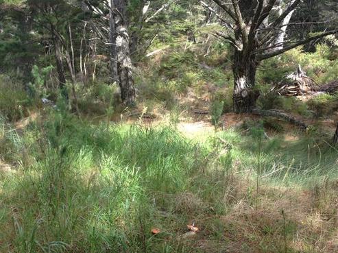 66A Gray Road, Great Barrier Island