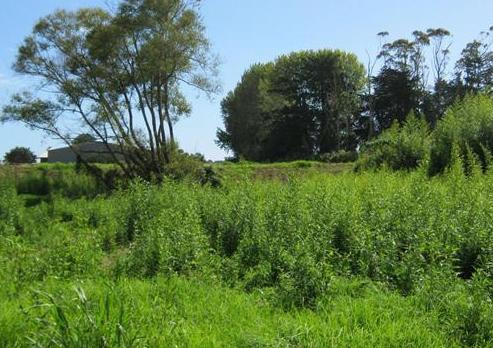 23 Terry Crescent, Kaitaia
