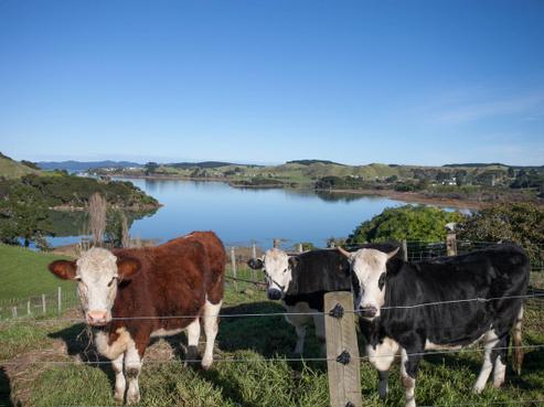 5225 Kawhia Road, Kawhia